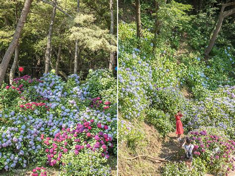 太宗台 繡球花|韓國自由行:釜山太宗台繡球花 海洋、寺廟與多色繡球壯觀花海（。